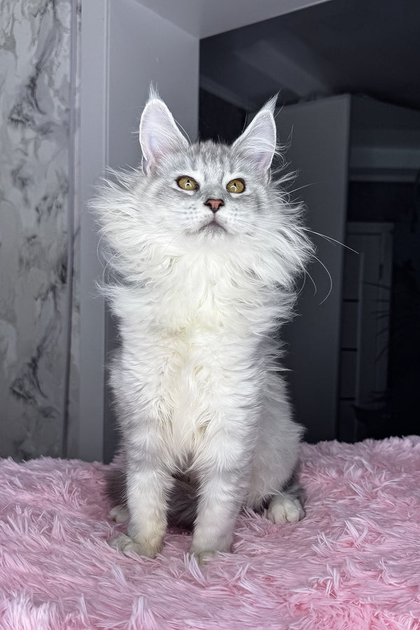 Kandy | Maine Coon Kitten