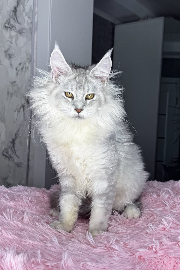 Kandy | Maine Coon Kitten