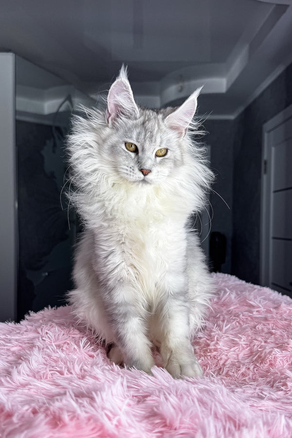Kandy | Maine Coon Kitten