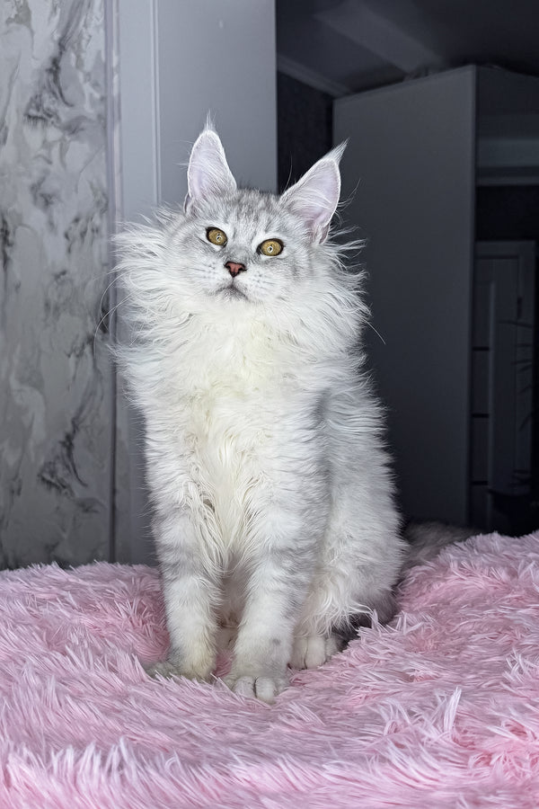 Kandy | Maine Coon Kitten