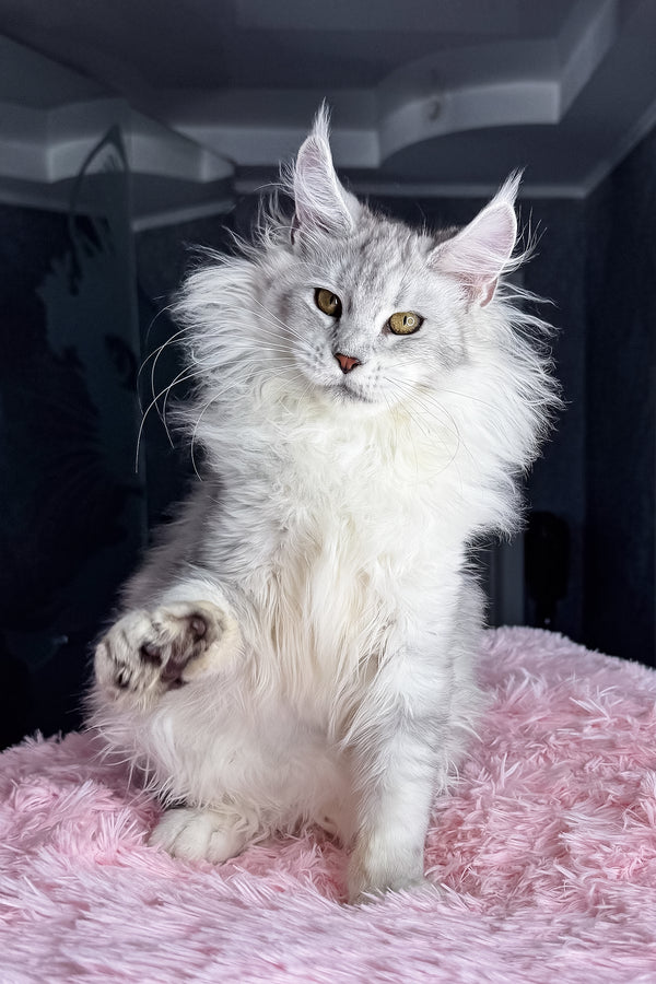 Kandy | Maine Coon Kitten