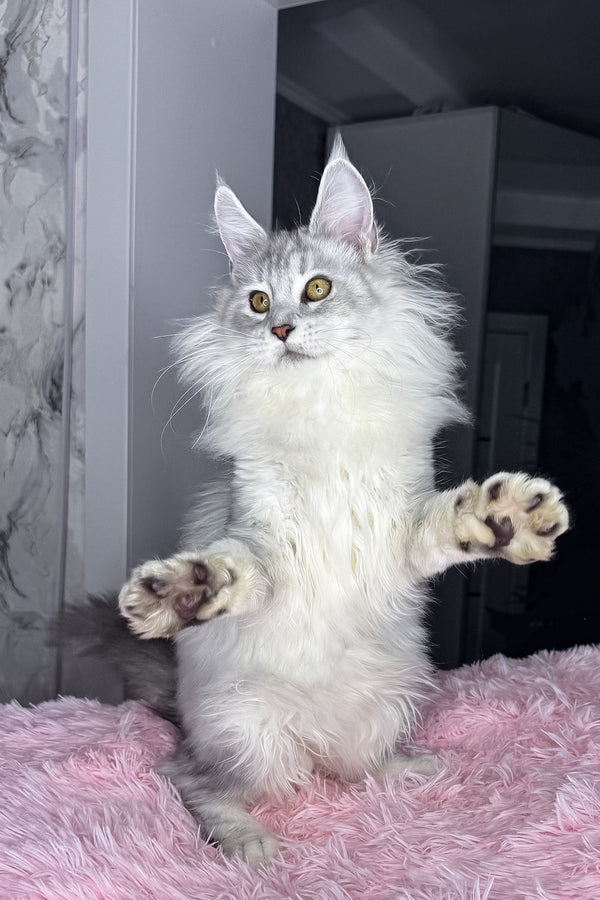 Kandy | Maine Coon Kitten