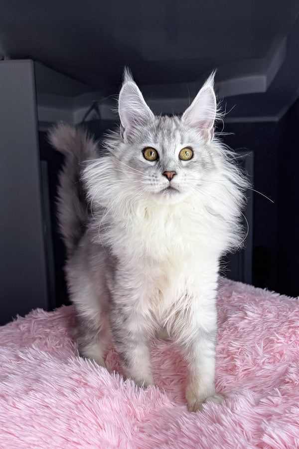 Kandy | Maine Coon Kitten