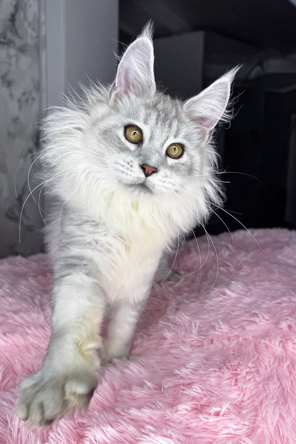 Kandy | Maine Coon Kitten