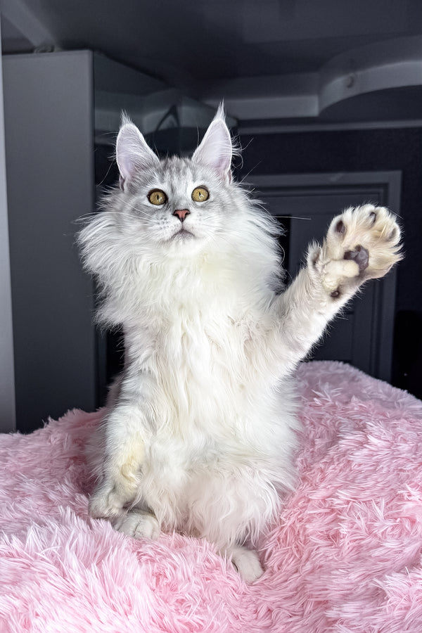 Kandy | Maine Coon Kitten