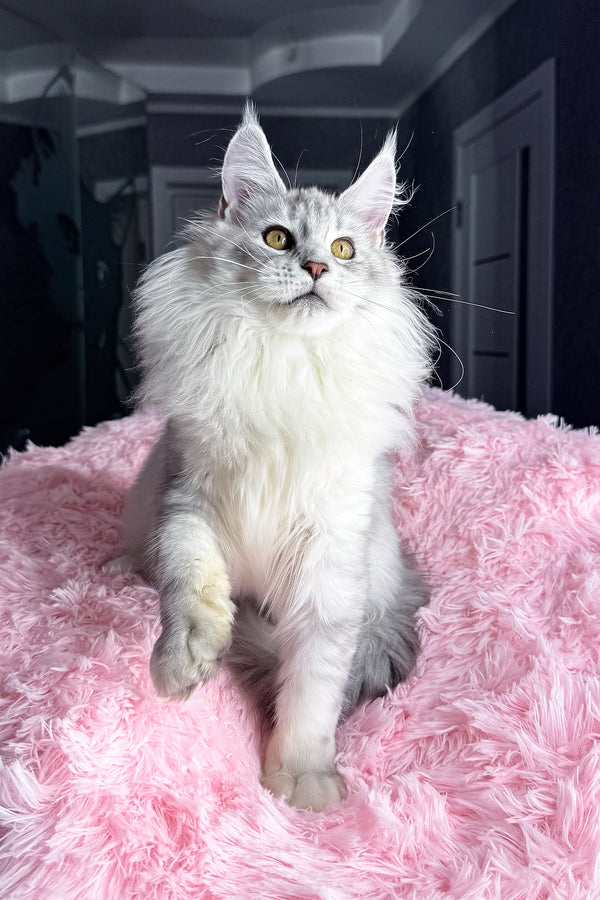 Kandy | Maine Coon Kitten