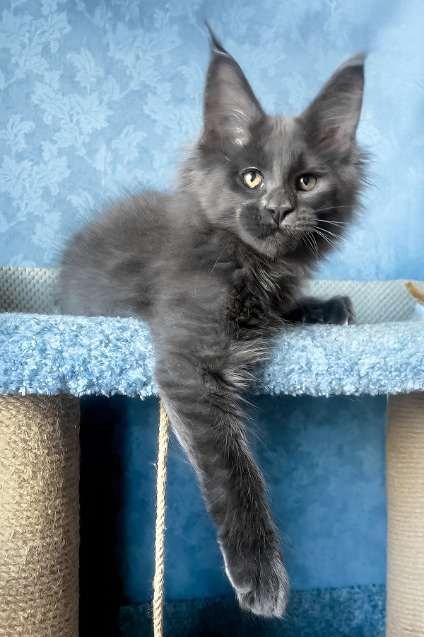 Karat | Maine Coon Kitten