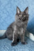Karat | Maine Coon Kitten