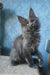 Karat | Maine Coon Kitten