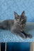 Karat | Maine Coon Kitten