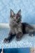 Karat | Maine Coon Kitten