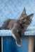 Karat | Maine Coon Kitten