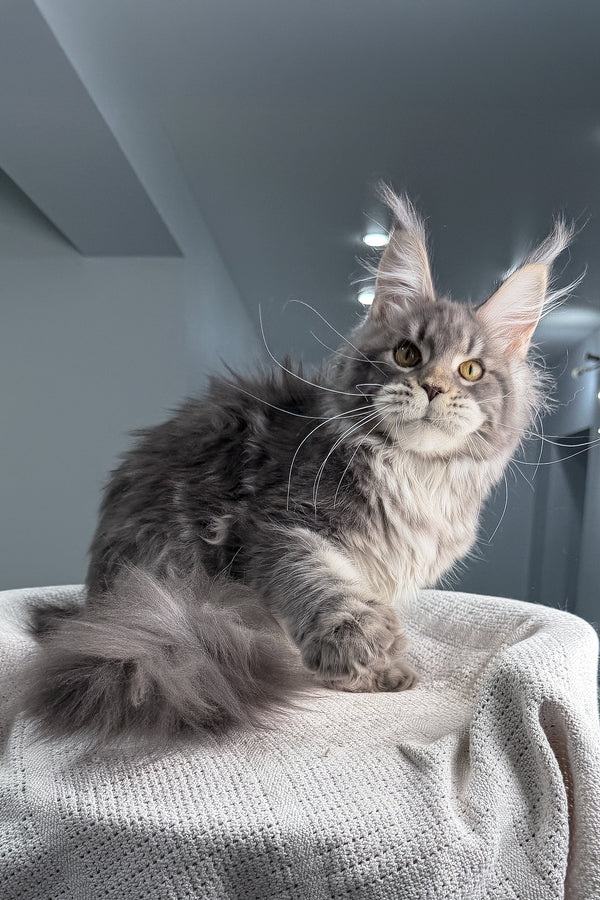 Karate | Polydactyl Maine Coon Kitten