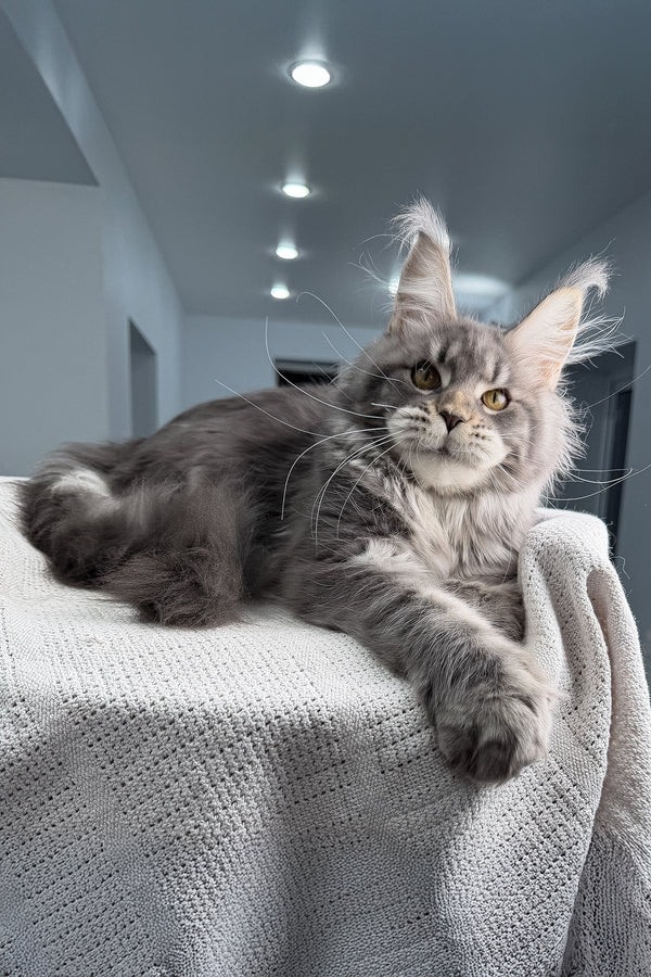 Karate | Polydactyl Maine Coon Kitten