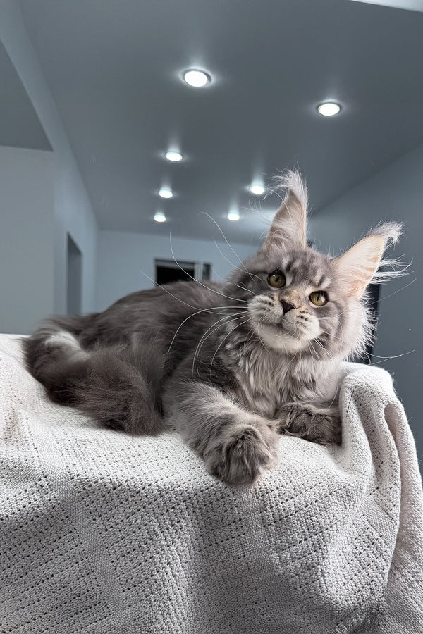Karate | Polydactyl Maine Coon Kitten