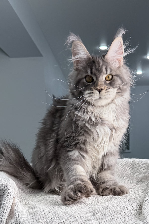 Karate | Polydactyl Maine Coon Kitten