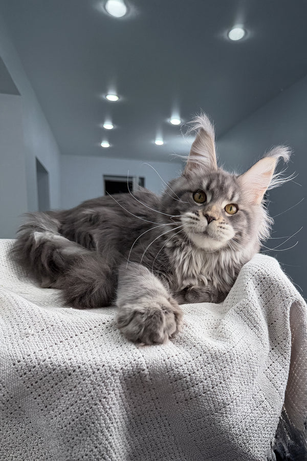Karate | Polydactyl Maine Coon Kitten