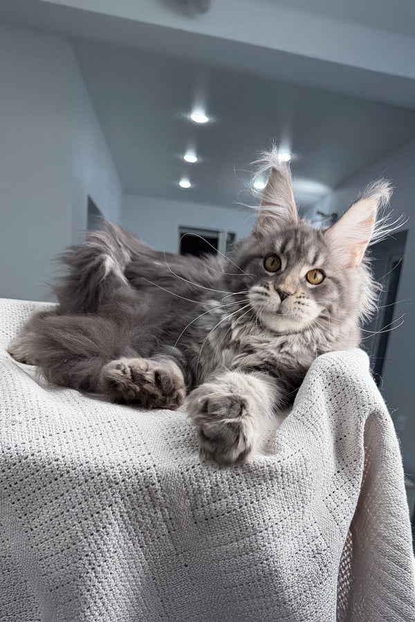 Karate | Polydactyl Maine Coon Kitten