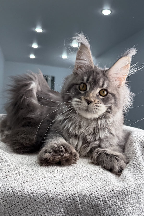 Karate | Polydactyl Maine Coon Kitten