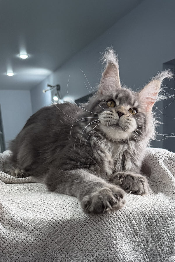 Karate | Polydactyl Maine Coon Kitten