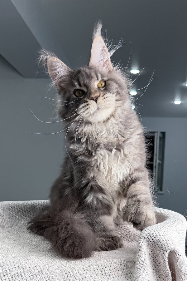 Karate | Polydactyl Maine Coon Kitten