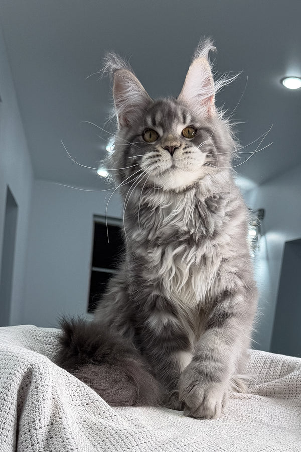 Karate | Polydactyl Maine Coon Kitten