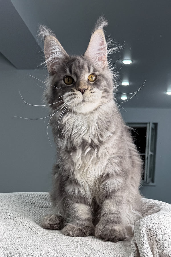 Karate | Polydactyl Maine Coon Kitten