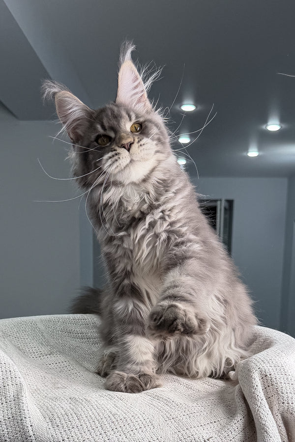 Karate | Polydactyl Maine Coon Kitten