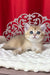 Karen | British Shorthair Kitten