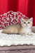 Karen | British Shorthair Kitten