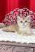 Karen | British Shorthair Kitten