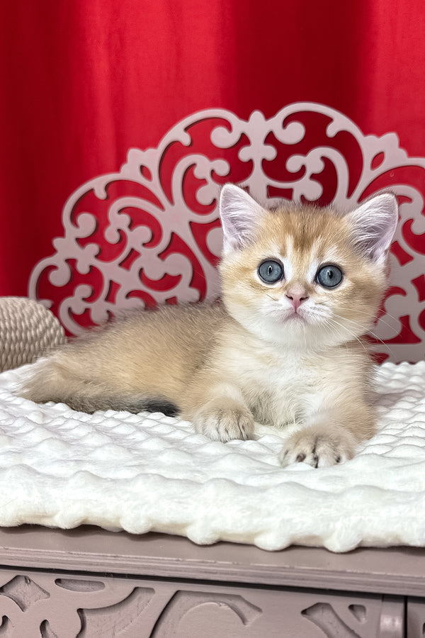 Karen | British Shorthair Kitten