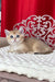 Karen | British Shorthair Kitten