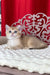 Karen | British Shorthair Kitten