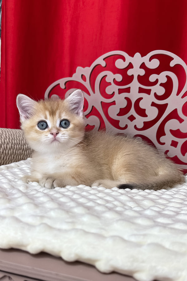 Karen | British Shorthair Kitten
