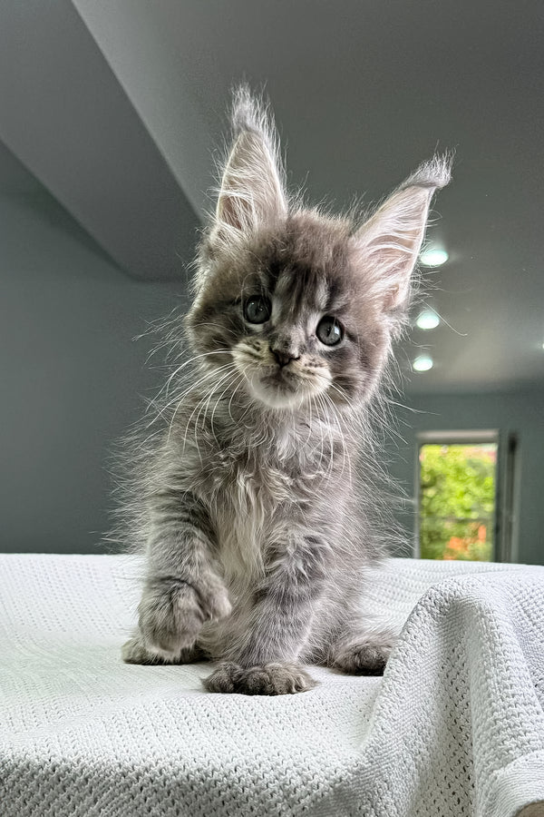 Karon | Polydactyl Maine Coon