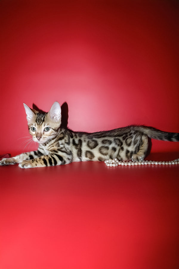 Kasper | Bengal Kitten