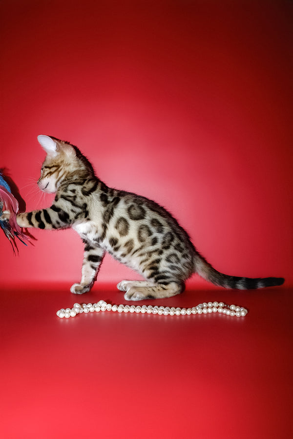 Kasper | Bengal Kitten