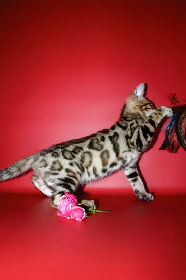 Kasper | Bengal Kitten