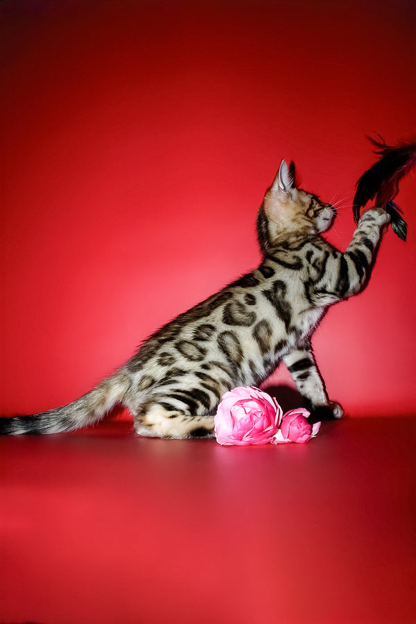 Kasper | Bengal Kitten