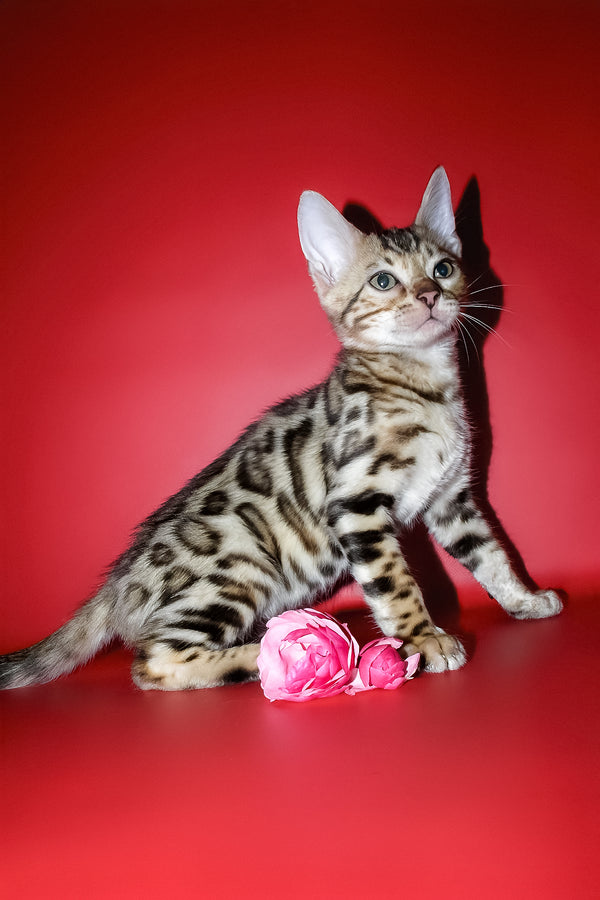 Kasper | Bengal Kitten