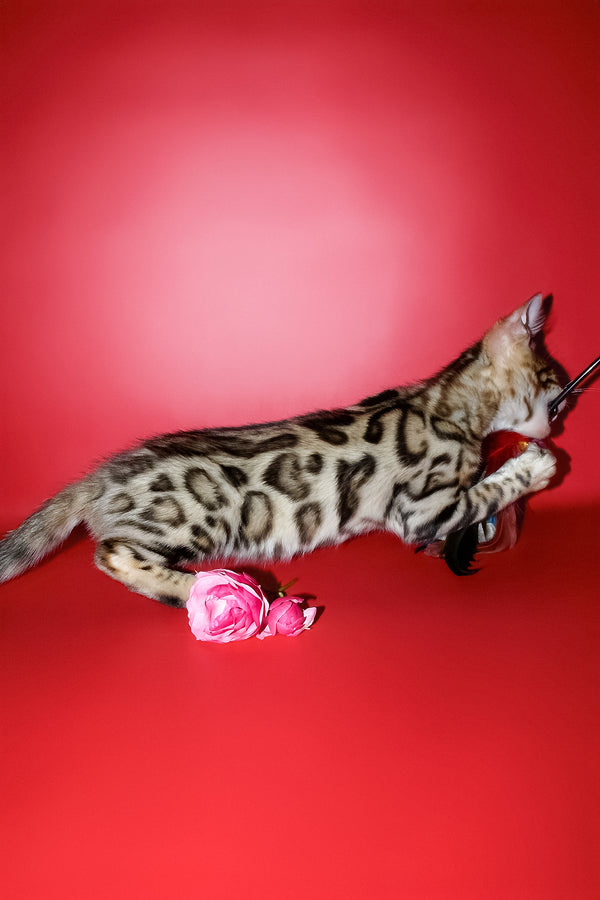 Kasper | Bengal Kitten