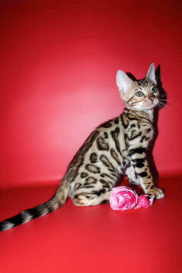 Kasper | Bengal Kitten