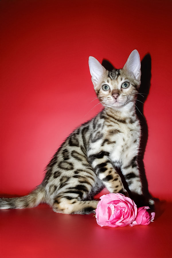 Kasper | Bengal Kitten