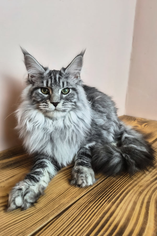 Lisa | Maine Coon Kitten