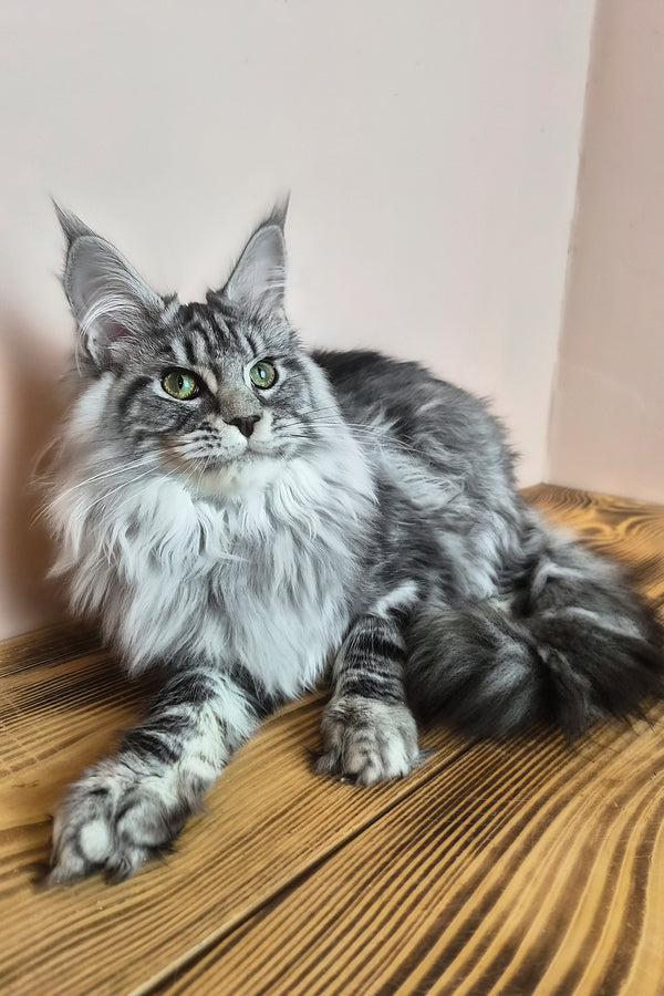 Lisa | Maine Coon Kitten