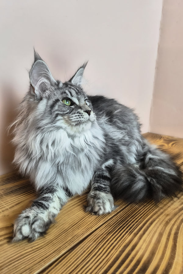 Lisa | Maine Coon Kitten