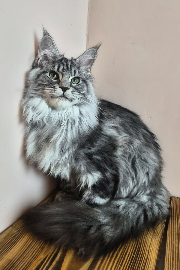 Lisa | Maine Coon Kitten