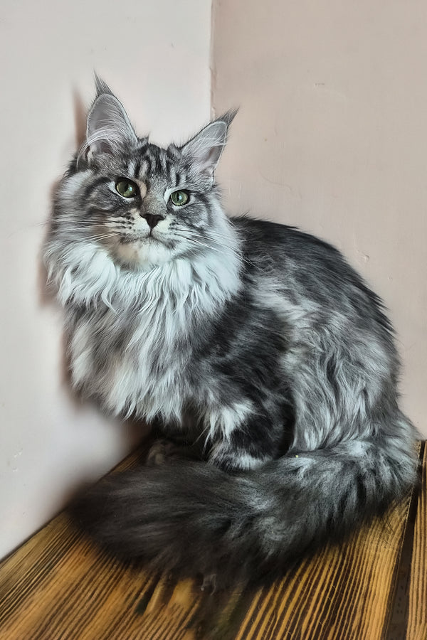 Lisa | Maine Coon Kitten