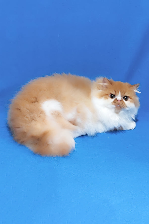 Katrin | Persian Kitten